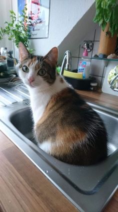 a calico cat sitting in a kitchen sink looking at the camera while staring straight ahead