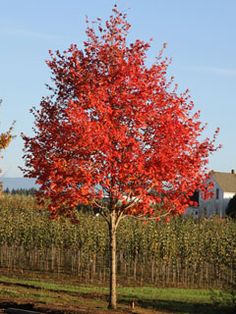 a red tree in the middle of a field