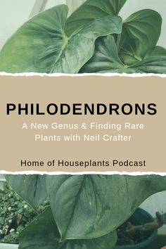 a houseplant plant with the words philodendrons in front of it