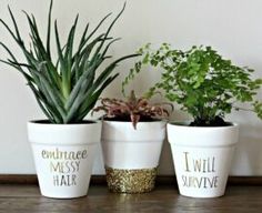 three potted plants sitting on top of a wooden table