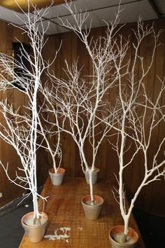 there are several small trees in pots on the table and one is white with no leaves