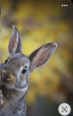 a rabbit is peeking out from behind a tree