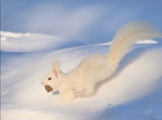 a white squirrel in the snow with a piece of food in it's mouth