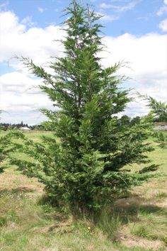 a small pine tree in the middle of a field