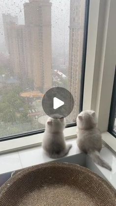 two small kittens sitting on top of a window sill looking out at the city