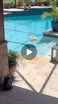 a cat is sitting on the edge of a pool and watching another cat swim in it