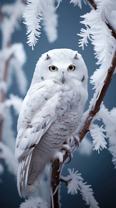 Frosted tree branch, supporting majestic snowy white owl. Nature photography, owl background, low angle shot, twilight glow, white space solitude, winter wonder, minimalist frost, tree texture, night sentinel, chilling beauty, nature background. --ar 9:16 Snow Owl Wallpaper, Snowy White Owl, White Owl Photography, Animals In Snow Photography, Owls Photography, Winter Animals Photography, White Owl Wallpaper, Snow Owl Photography, Winter Bird Photography