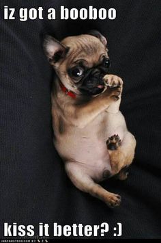 a small pug dog sitting on its back legs