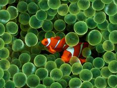 an orange and white clown fish among green sea anemones