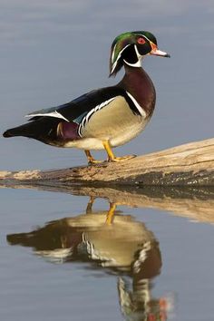 a duck is standing on a log in the water