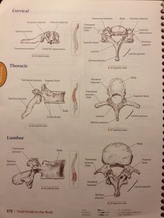 the diagram shows different types of bones and their functions in human anatomy, as well as an image of what they look like