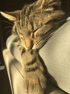 a cat is sleeping on the arm of a couch with its head resting on it's pillow