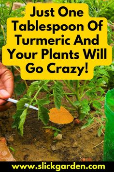 someone holding a plant with the words just one tablepoo of turmic and your plants will go crazy