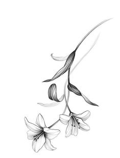 a black and white drawing of flowers