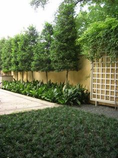 There are so many amazing backyard landscaping ideas that you can use for your backyard. Privacy Fence Landscaping, Landscaping Along Fence, Green Backyard, Landscaping Trees, Privacy Plants, Renovation Inspiration