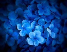 some blue flowers that are in the dark