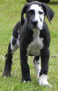 a black and white dog standing in the grass