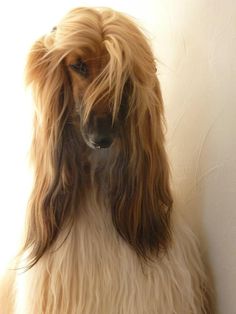 a long haired dog standing next to a white wall