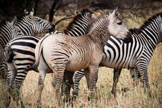 four zebras are standing together in the grass