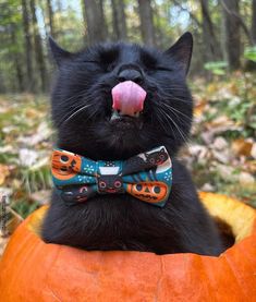 a black cat wearing a bow tie and sticking its tongue out sitting in a pumpkin