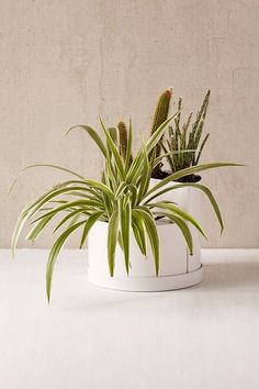 two plants are sitting in a white planter