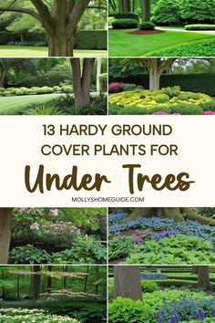 the cover plants for under trees