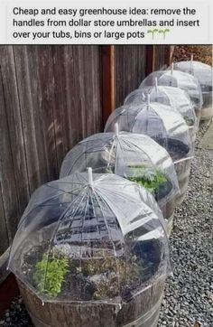 four clear umbrellas with plants inside them on gravel ground next to fence and wooden wall