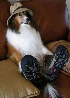 a dog sitting on top of a brown couch wearing a hat and shoes with a thought bubble above it that says goie more