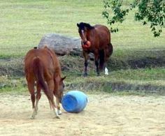 two horses are playing with a ball in the field