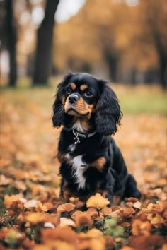 a small black and brown dog sitting on top of leaves in the grass next to trees