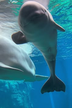 two dolphins are swimming in the water