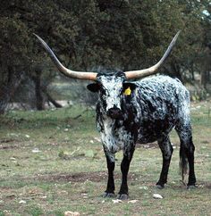 a black and white cow with long horns standing in the grass