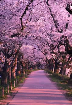 the road is lined with pink blossomed trees