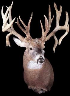 a close up of a deer's head on a black background