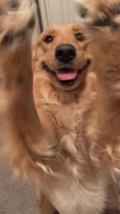 a dog is jumping in the air to catch a frisbee with its paws