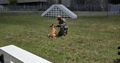 a man in uniform is playing with a dog on the grass near a building and fence