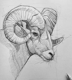 a drawing of a ram with long horns