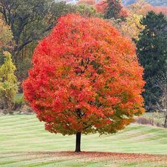 a tree with red leaves in the middle of a field