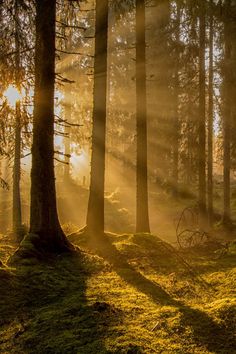 the sun is shining through the trees in the forest with mossy ground and grass