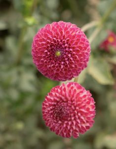 two pink flowers with green leaves in the back ground and one red flower on top