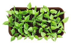 small green plants in a brown pot on a white background with clipping path photo