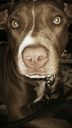 a close up of a dog wearing a collar and looking at the camera with an intense look on its face