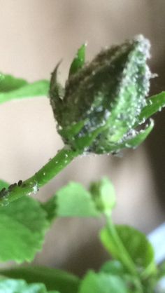 a green plant with water droplets on it