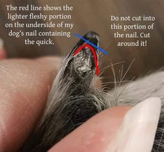 a close up of a dog's ear with a red line in the middle