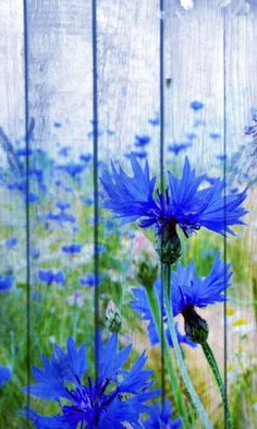 blue flowers are growing on the side of a wooden fence with grass and weeds in the foreground