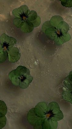 water lilies floating on top of a body of water with drops of water around them