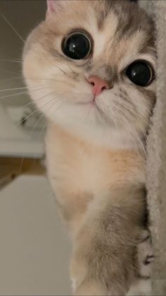 Cat Wallpaper Cute, Cute Cat Pics, Stars In Your Eyes, Funny Cat Images, Photos Of Cats, Small Eyes, Cat Instagram, Funny Cat Faces, Joker Pics