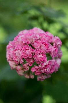 a pink flower with green leaves in the background