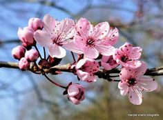 pink flowers are blooming on a tree branch