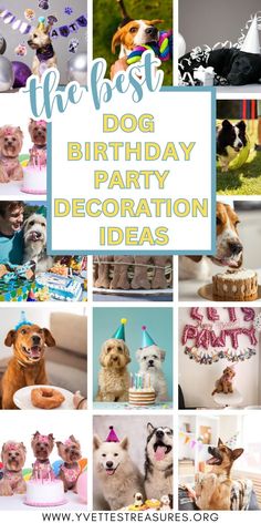 the best dog birthday party decoration ideas for dogs and pups in their own home